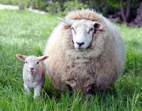 Удивительные факты из жизни овец 